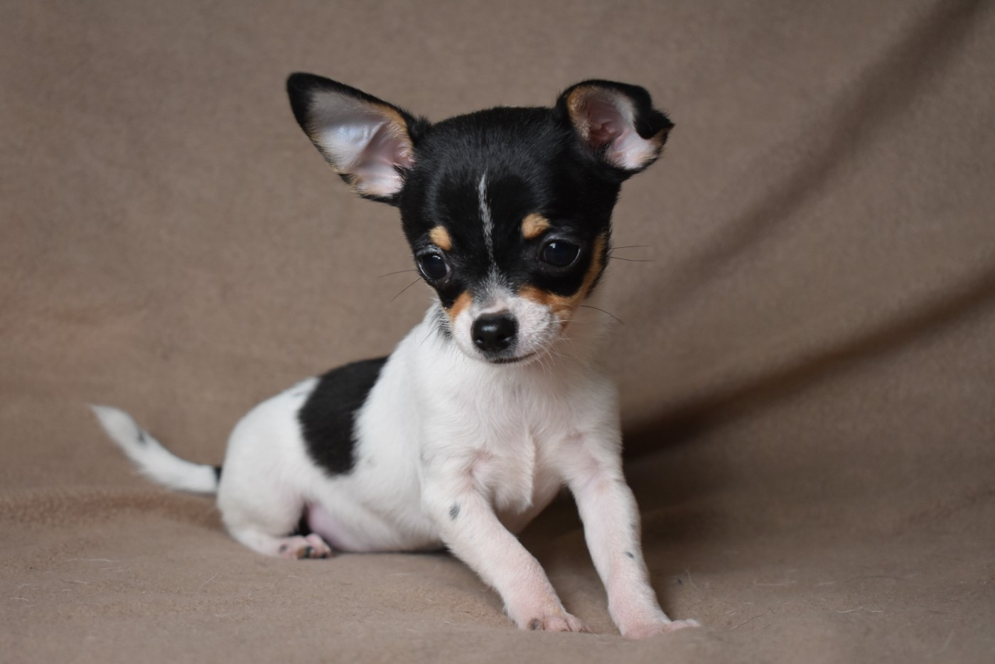 de l'elixir d'amour - Chihuahua - Portée née le 12/08/2025