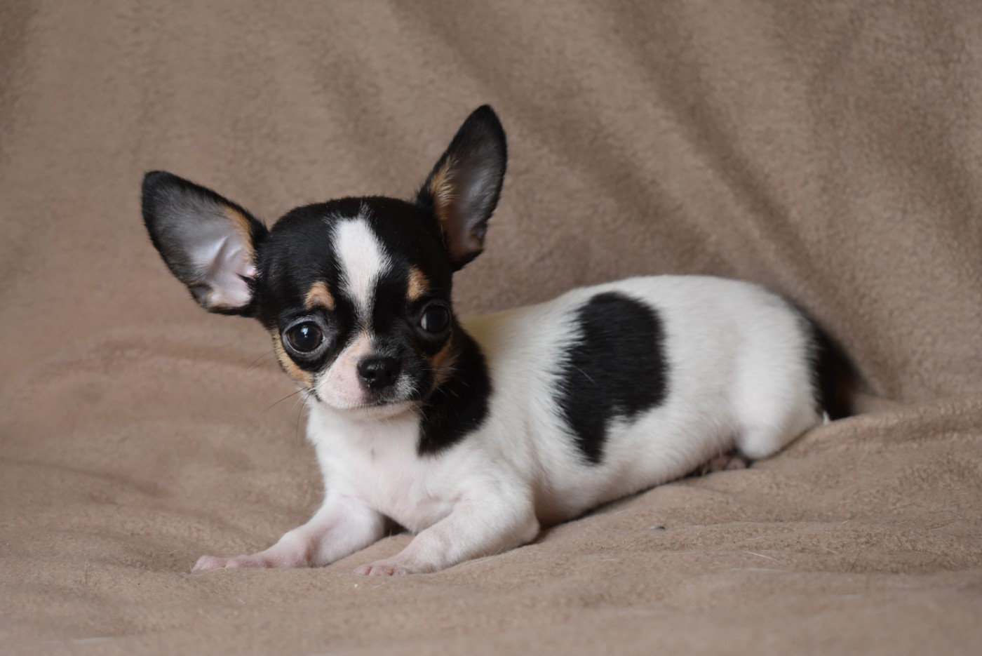 de l'elixir d'amour - Chiots disponibles - Chihuahua