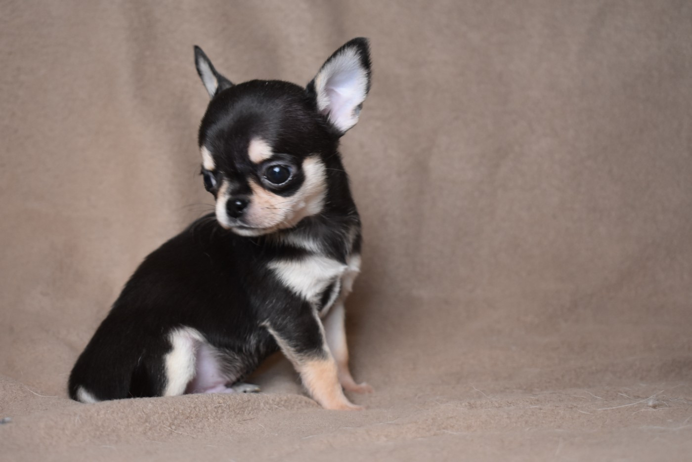 de l'elixir d'amour - Chiots disponibles - Chihuahua