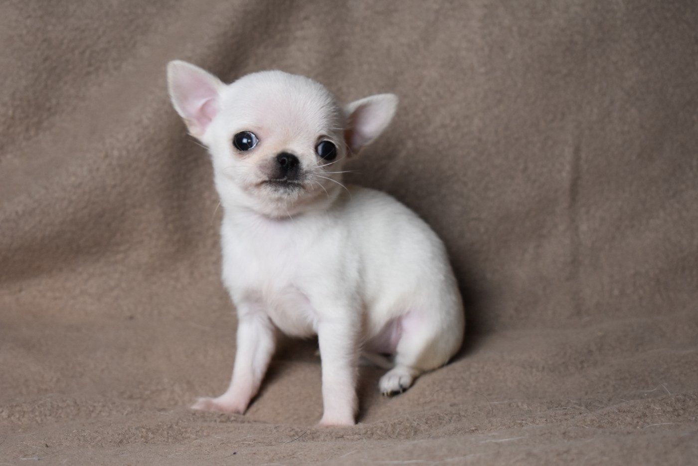 de l'elixir d'amour - Chiots disponibles - Chihuahua