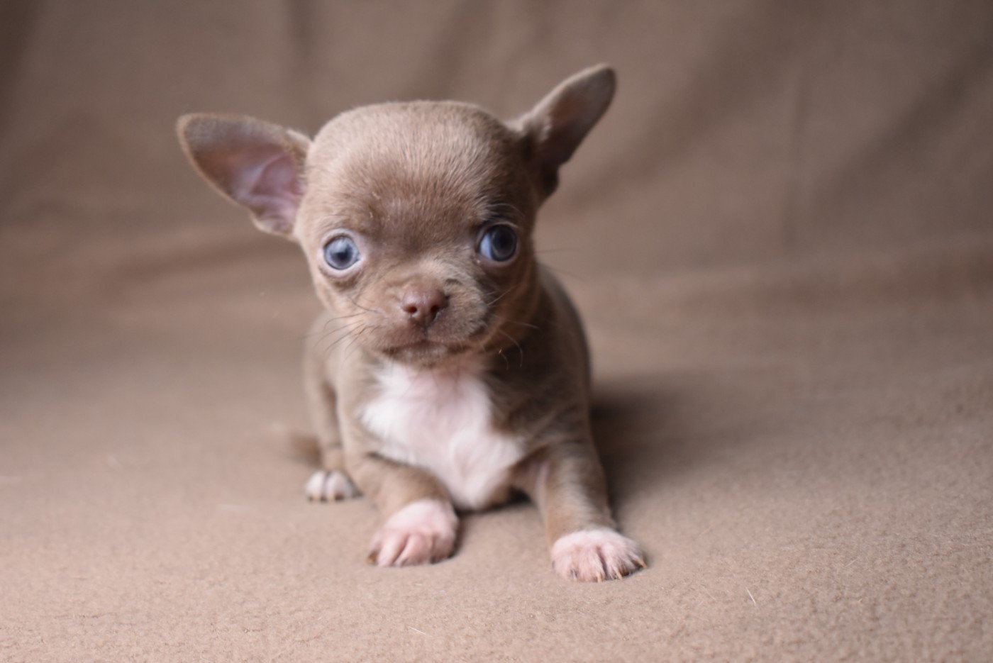 de l'elixir d'amour - Chiots disponibles - Chihuahua