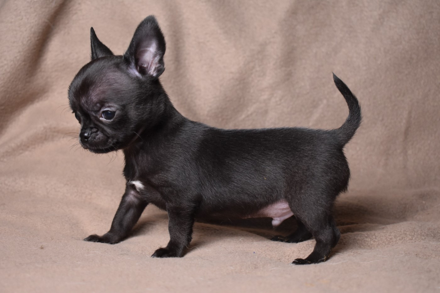 de l'elixir d'amour - Chiots disponibles - Chihuahua