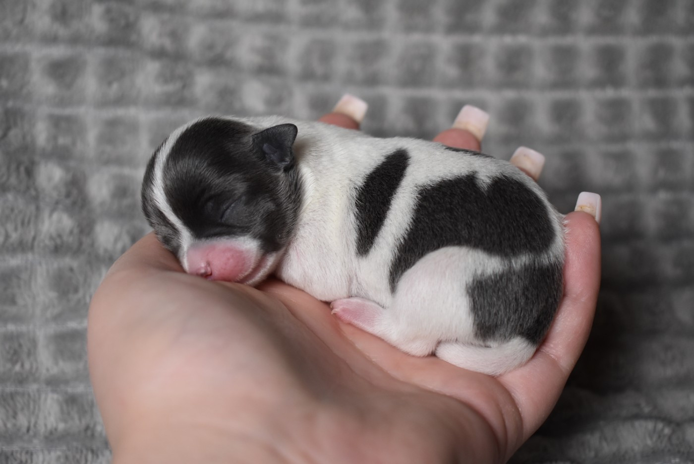 de l'elixir d'amour - Chiots disponibles - Chihuahua