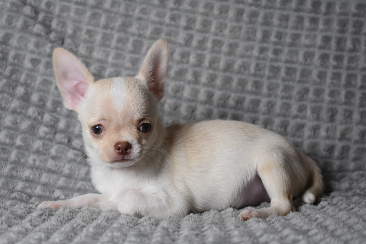de l'elixir d'amour - Chiots disponibles - Chihuahua