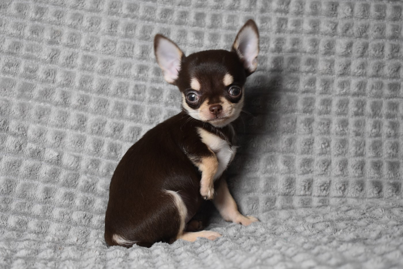 de l'elixir d'amour - Chiots disponibles - Chihuahua