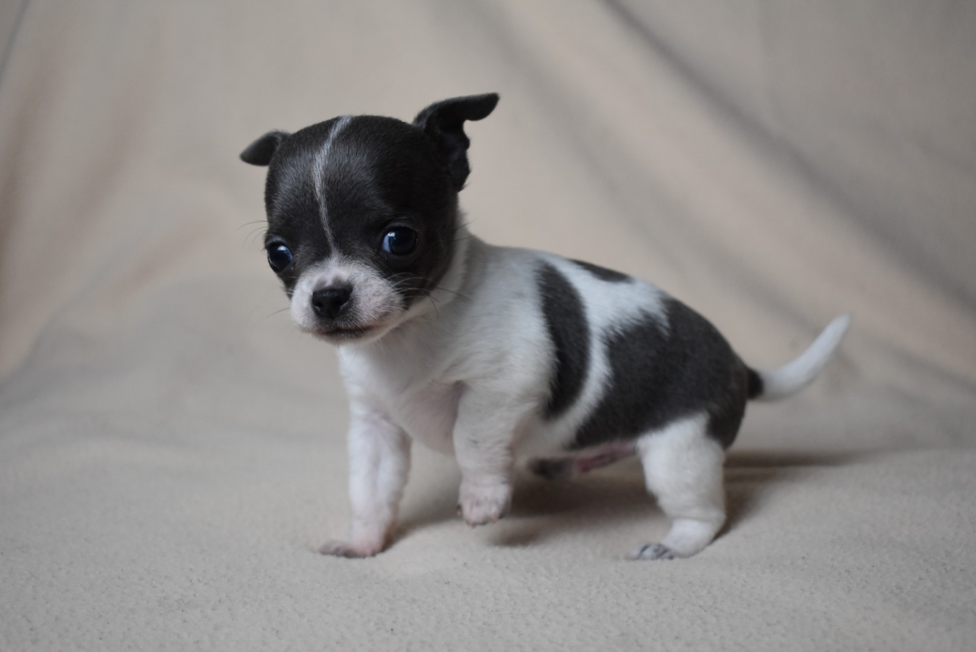 de l'elixir d'amour - Chiots disponibles - Chihuahua