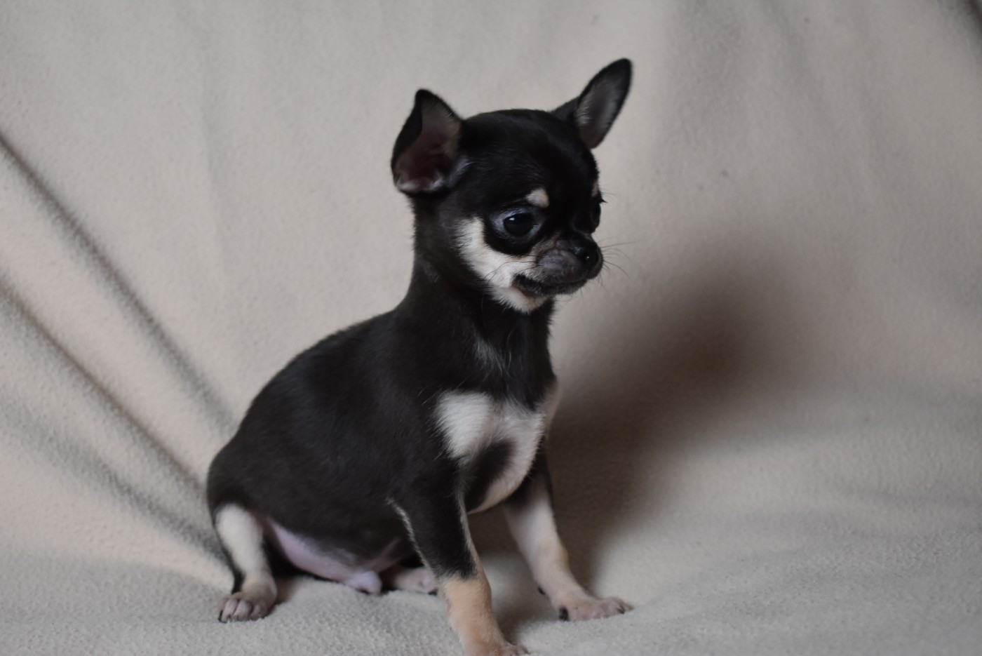 de l'elixir d'amour - Chiots disponibles - Chihuahua