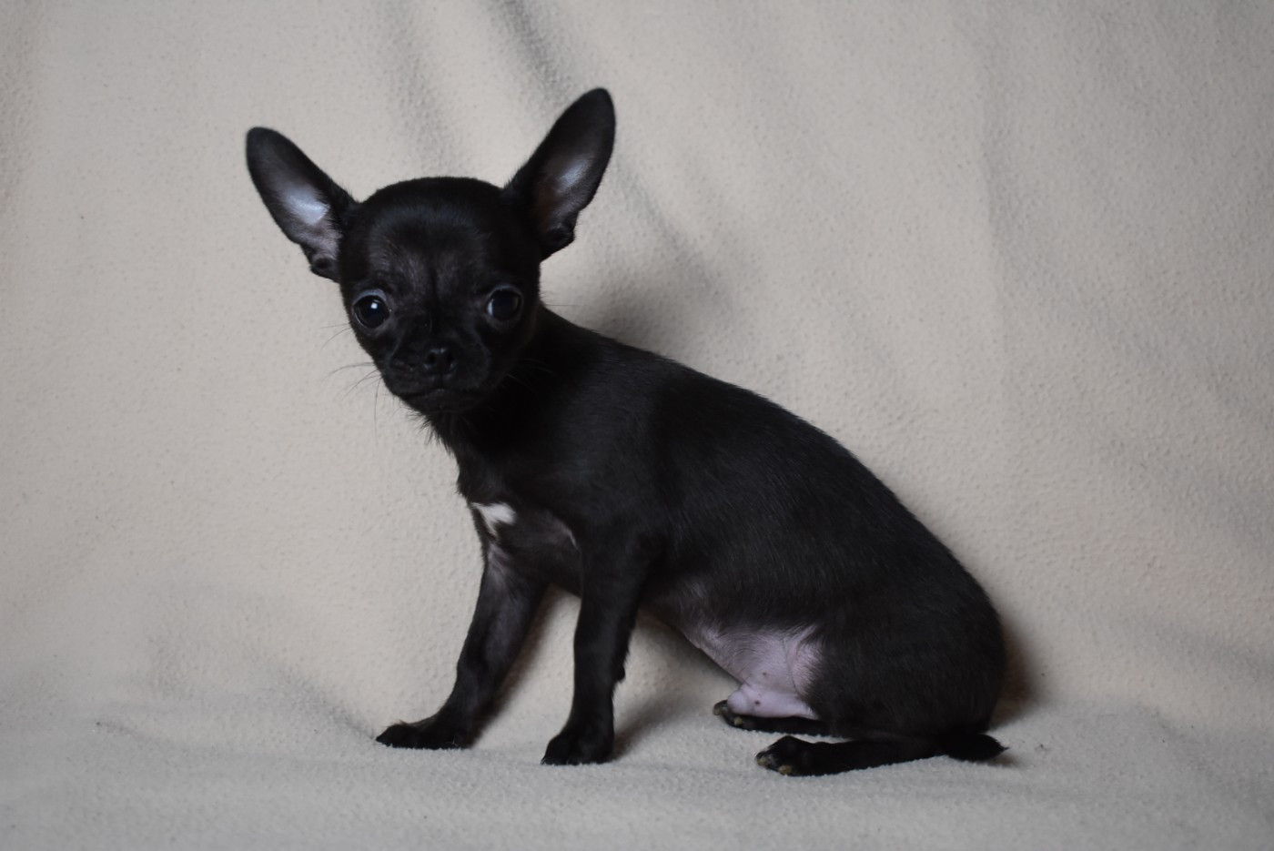 de l'elixir d'amour - Chiots disponibles - Chihuahua