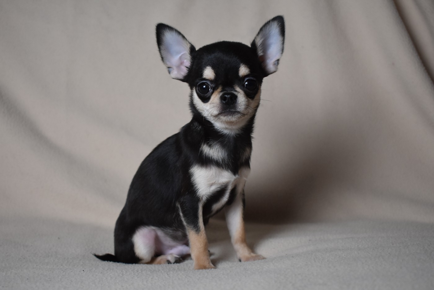 de l'elixir d'amour - Chiots disponibles - Chihuahua