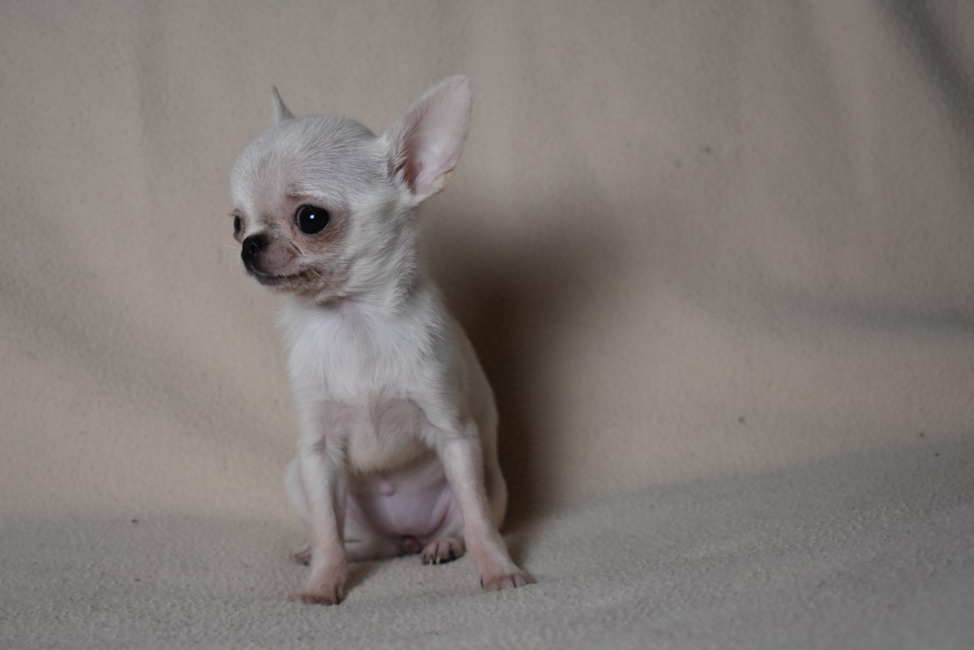 de l'elixir d'amour - Chiots disponibles - Chihuahua