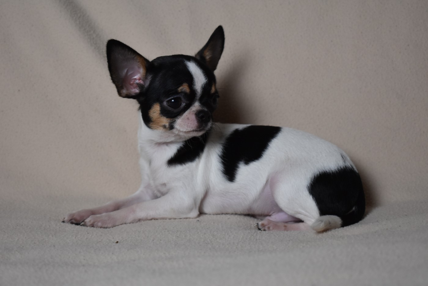 de l'elixir d'amour - Chiots disponibles - Chihuahua