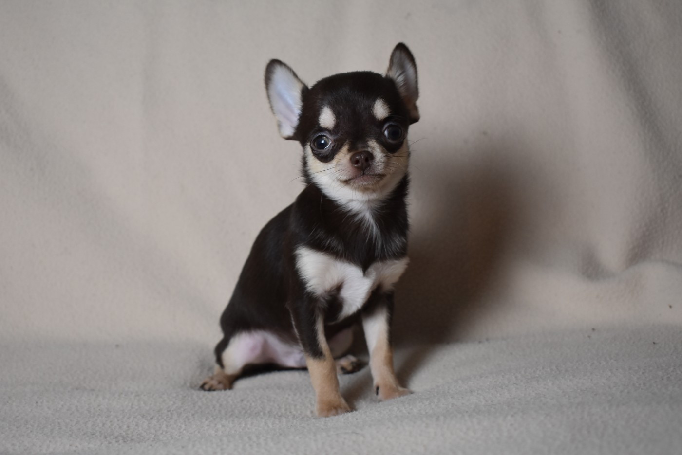 de l'elixir d'amour - Chiots disponibles - Chihuahua