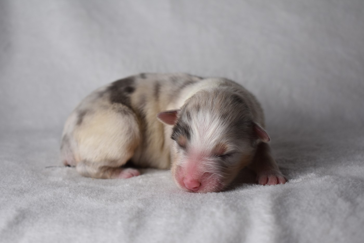 de l'elixir d'amour - Chiots disponibles - Berger Australien