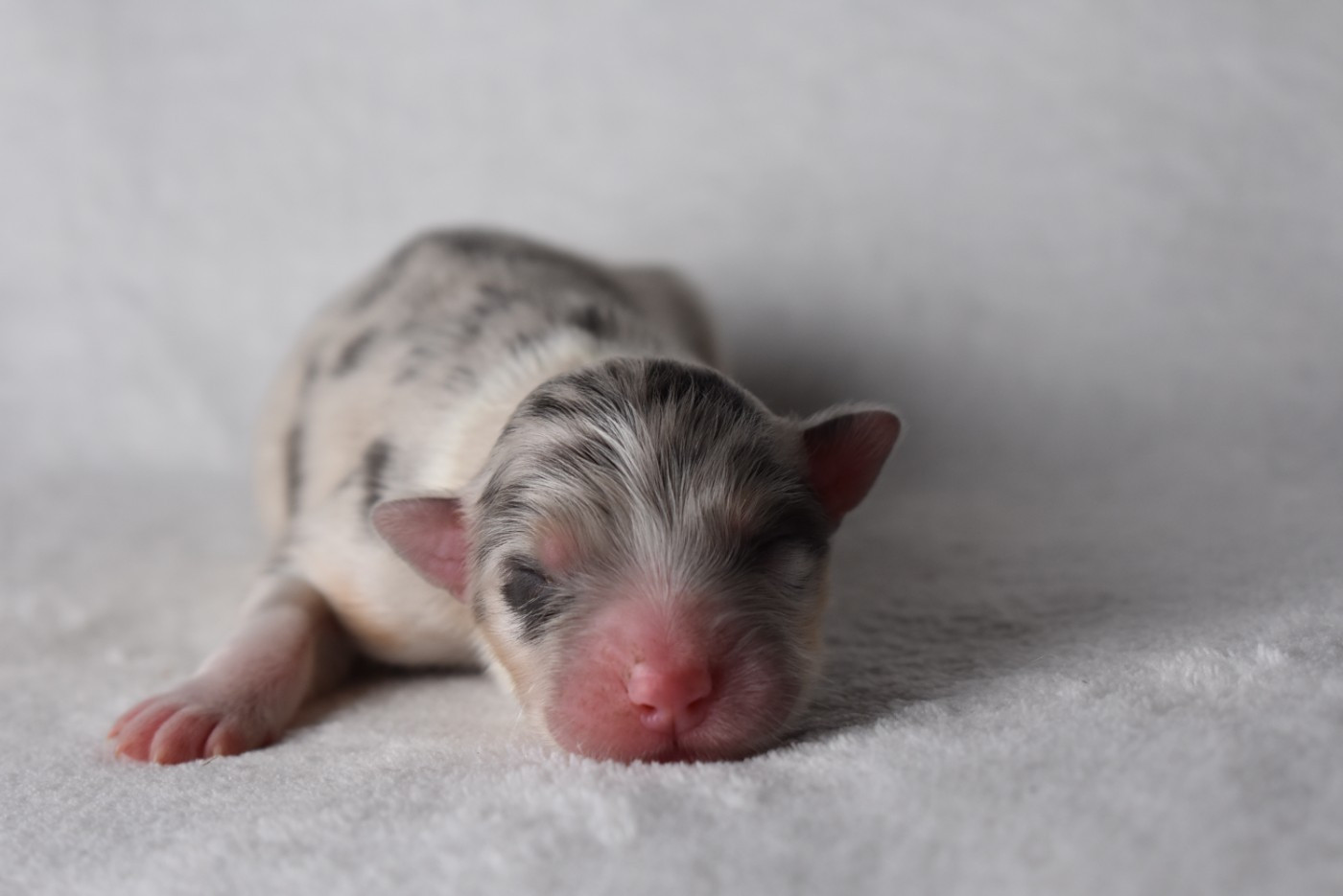 de l'elixir d'amour - Chiots disponibles - Berger Australien