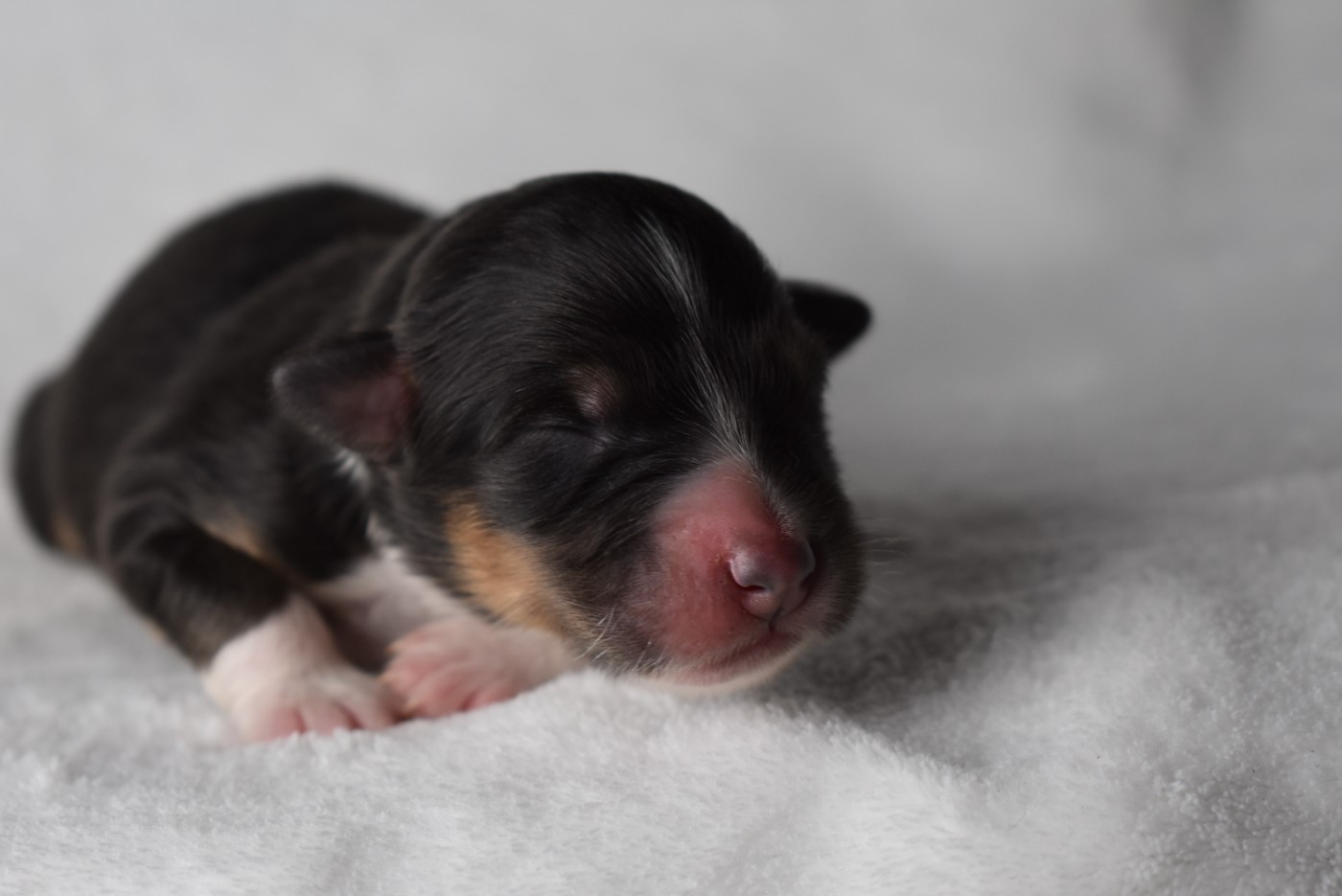 de l'elixir d'amour - Chiots disponibles - Berger Australien