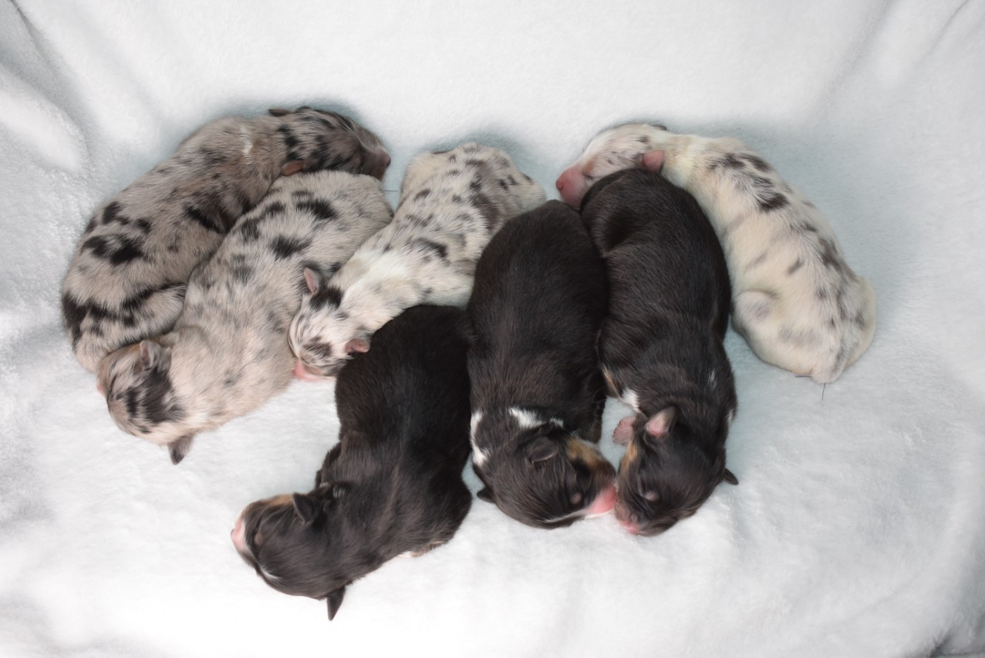 Chiot Berger Australien de l'elixir d'amour