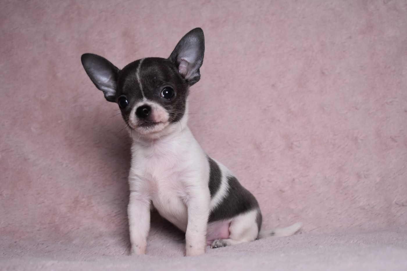 de l'elixir d'amour - Chiots disponibles - Chihuahua