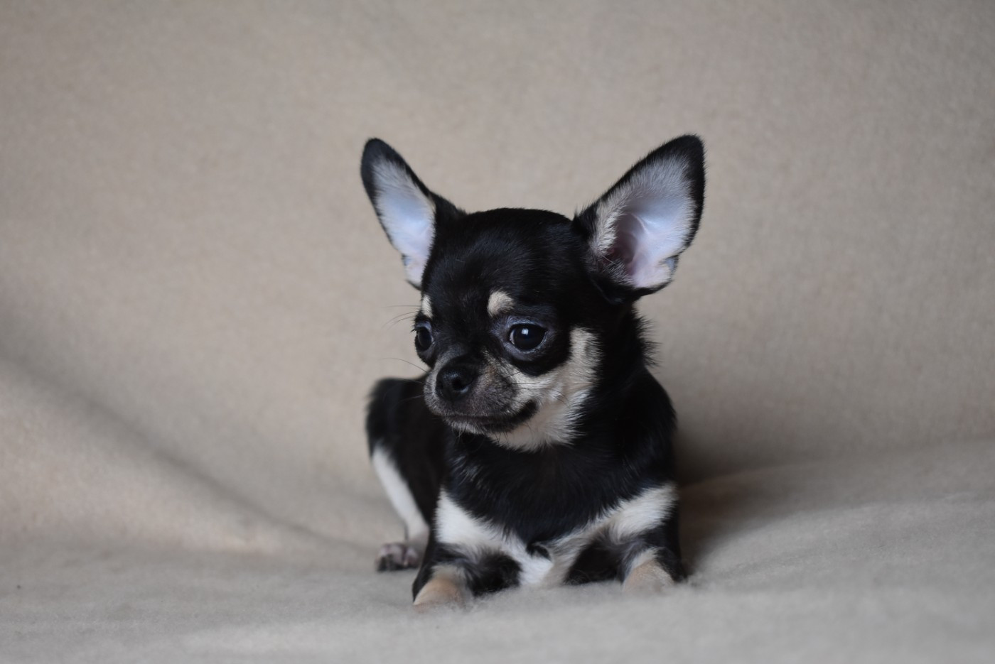 de l'elixir d'amour - Chiots disponibles - Chihuahua