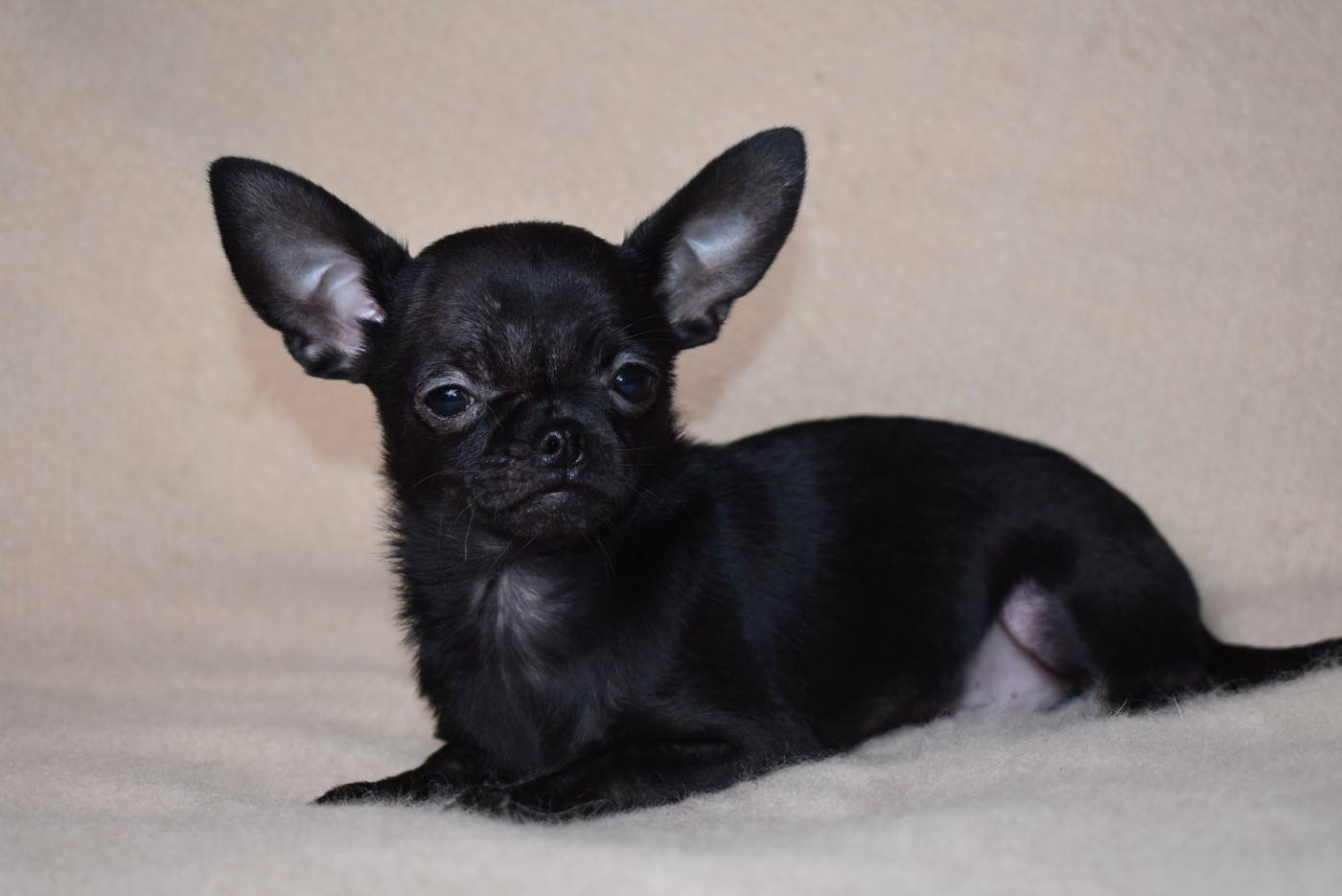 de l'elixir d'amour - Chiots disponibles - Chihuahua
