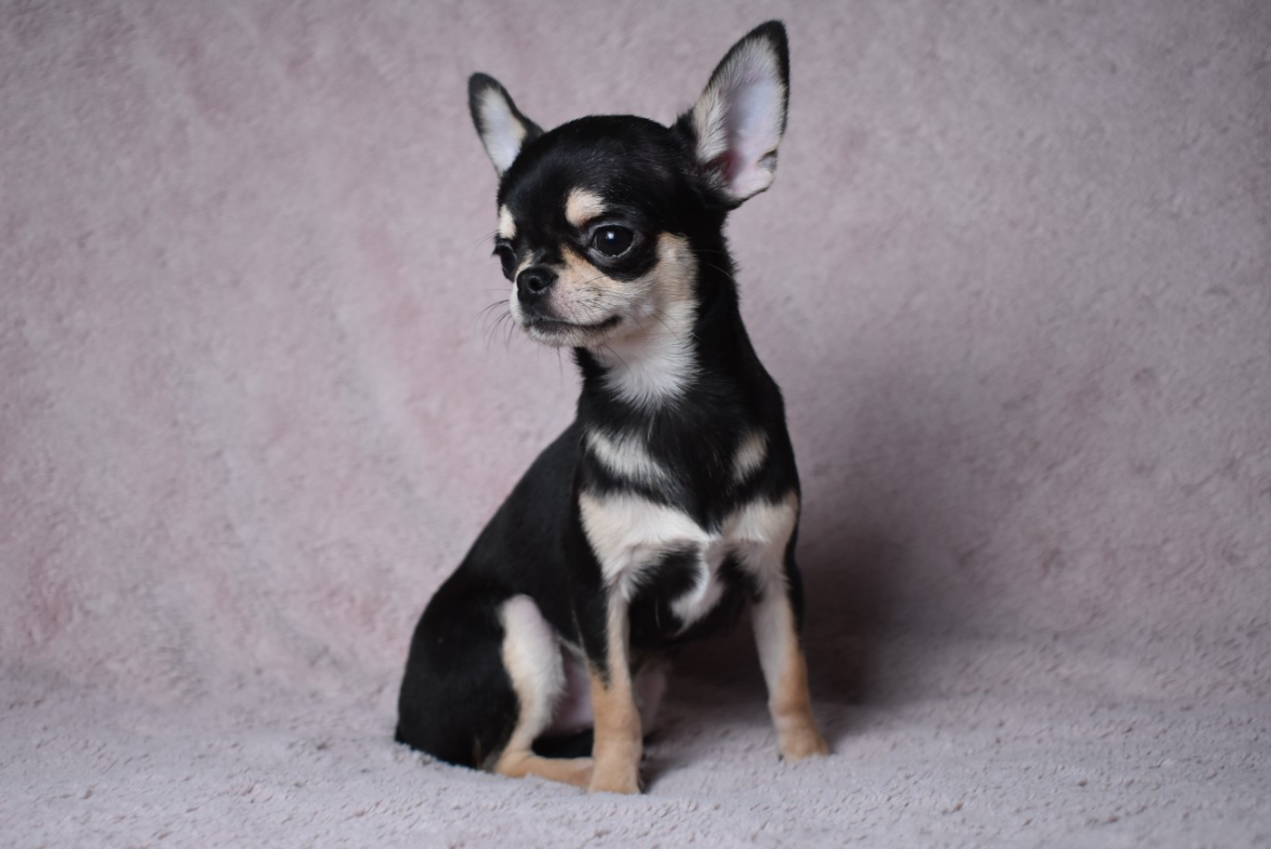 de l'elixir d'amour - Chiots disponibles - Chihuahua