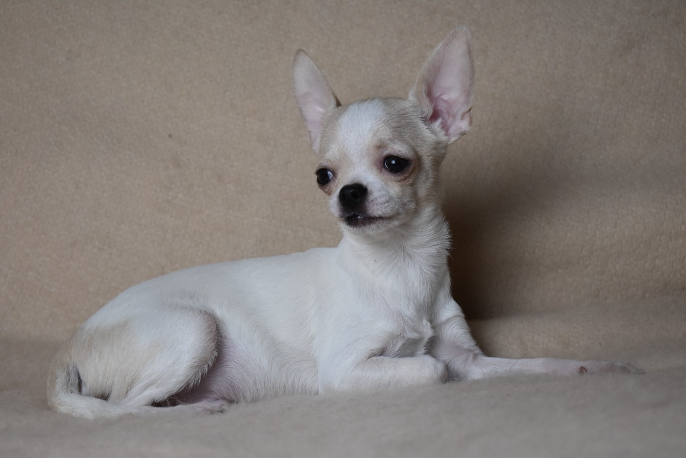 de l'elixir d'amour - Chiots disponibles - Chihuahua