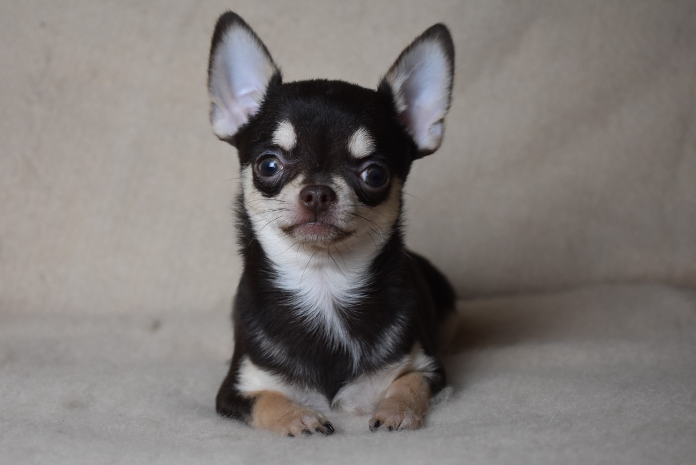 de l'elixir d'amour - Chiots disponibles - Chihuahua