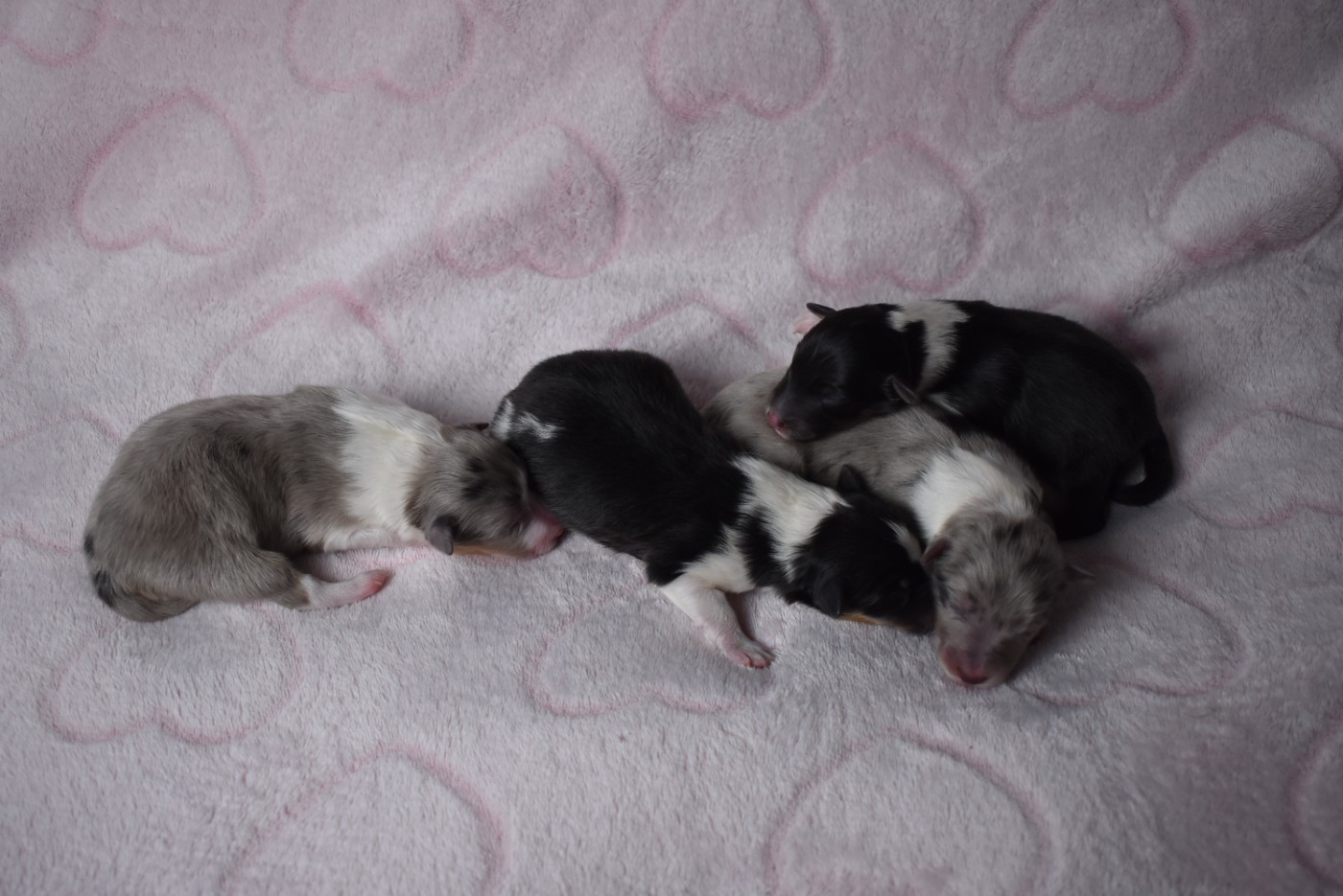 Chiot Shetland Sheepdog de l'elixir d'amour