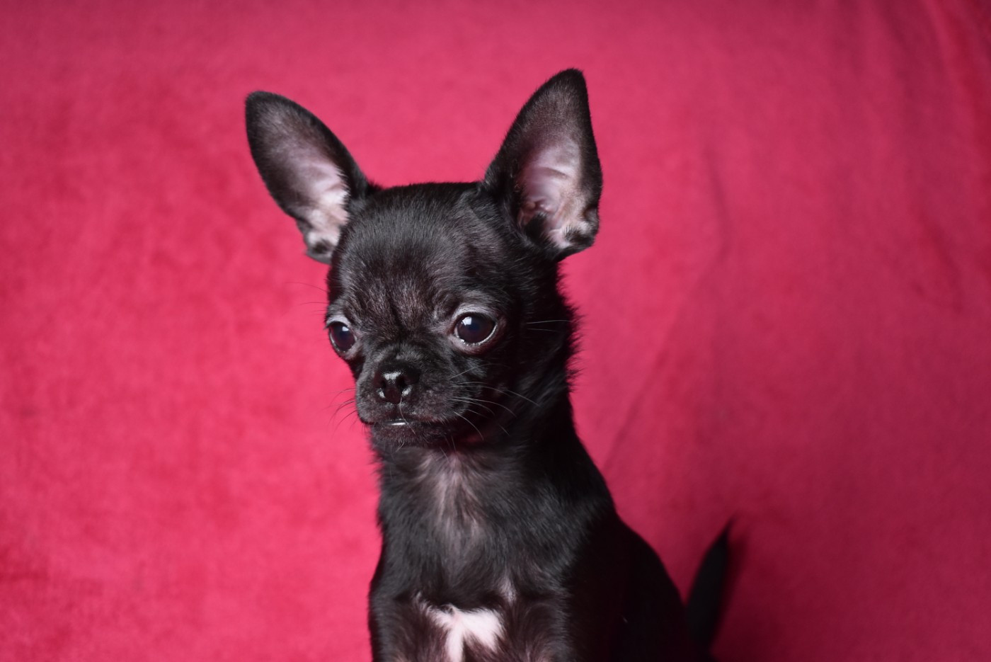 de l'elixir d'amour - Chiots disponibles - Chihuahua