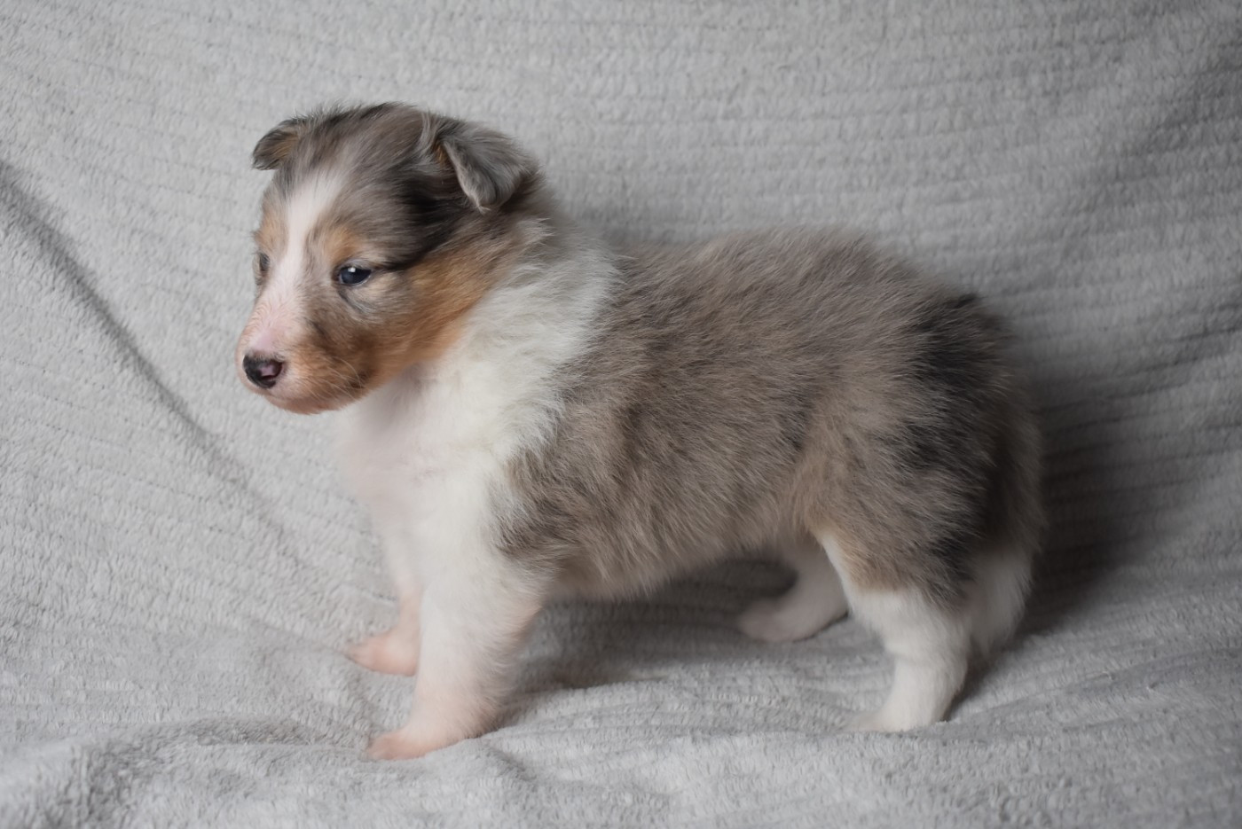 de l'elixir d'amour - Chiots disponibles - Shetland Sheepdog