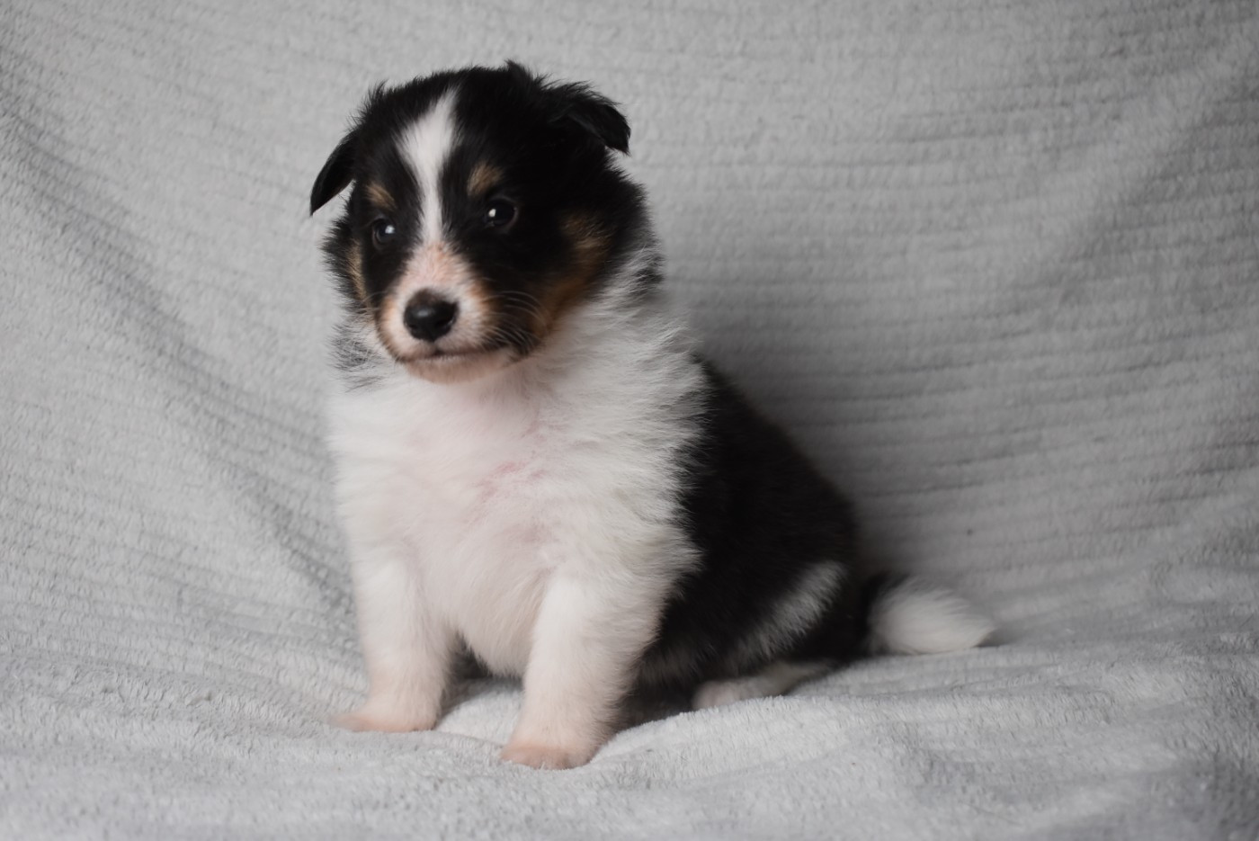de l'elixir d'amour - Chiots disponibles - Shetland Sheepdog