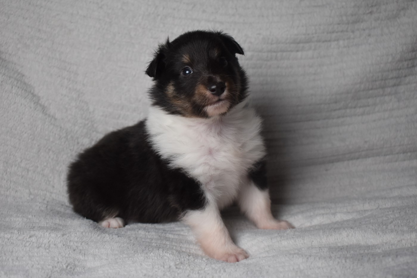 de l'elixir d'amour - Chiots disponibles - Shetland Sheepdog