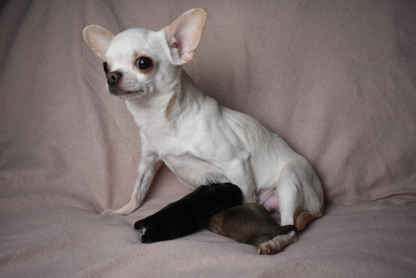 de l'elixir d'amour - Chihuahua - Portée née le 03/03/2026