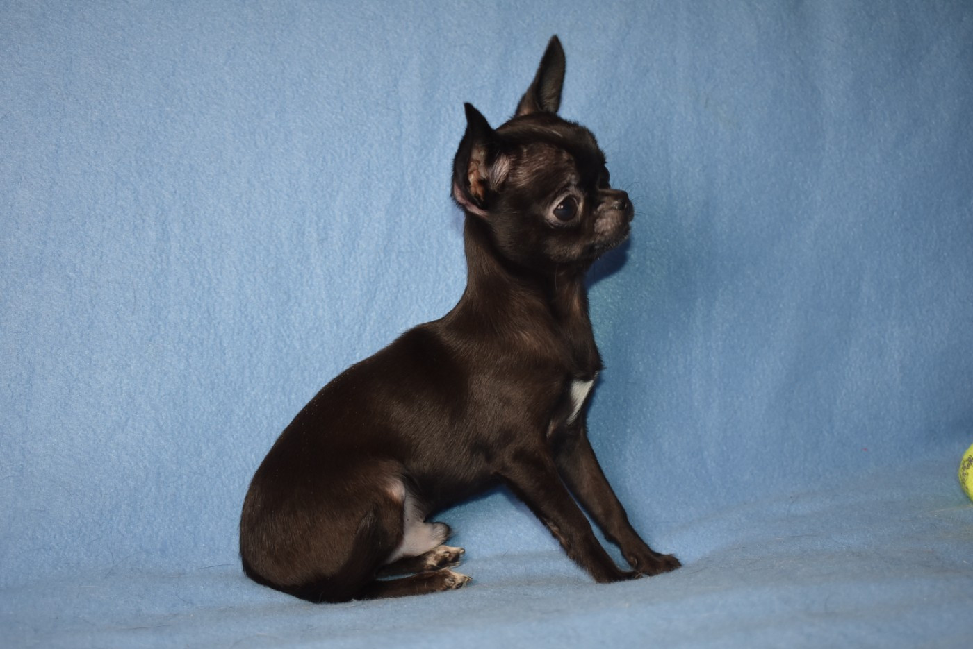 de l'elixir d'amour - Chiots disponibles - Chihuahua