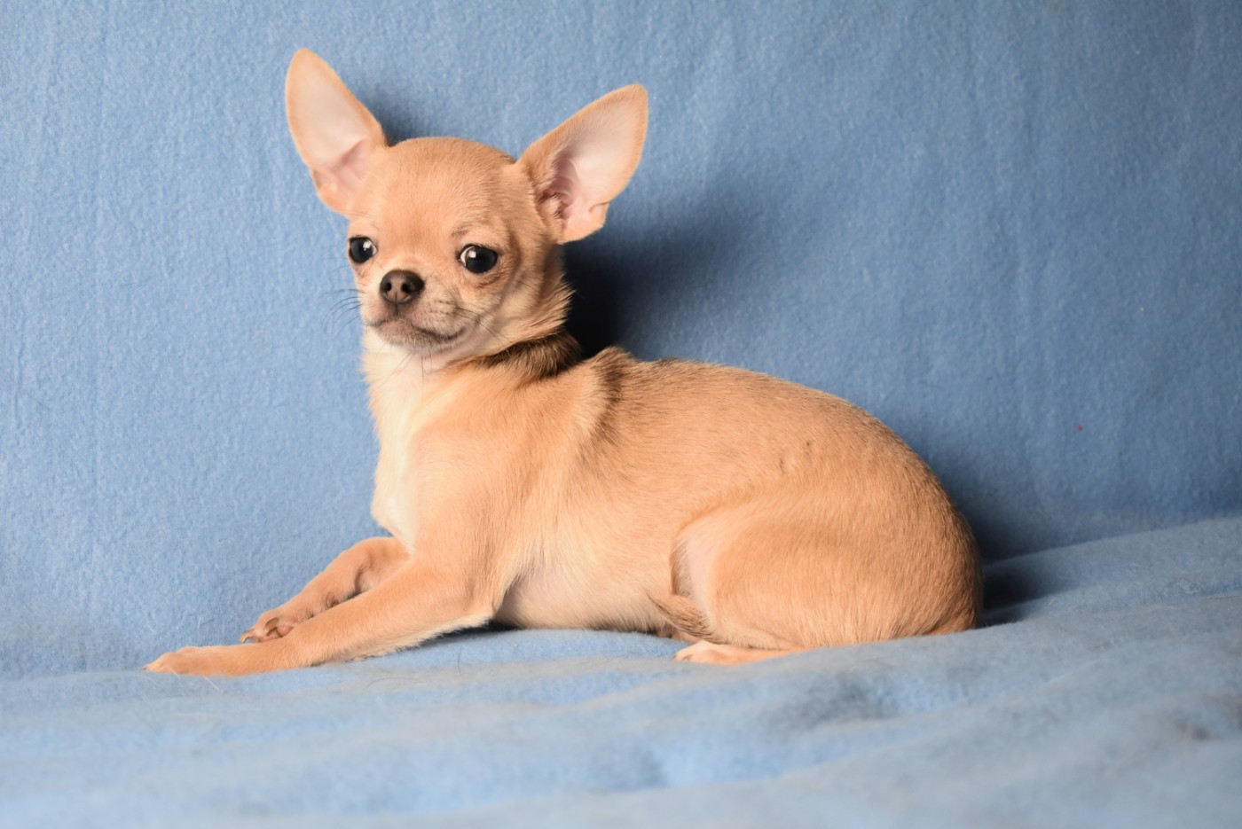 de l'elixir d'amour - Chiots disponibles - Chihuahua