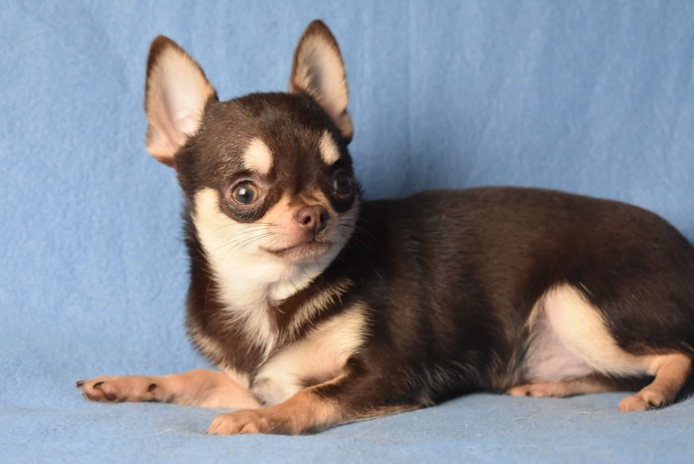 de l'elixir d'amour - Chiots disponibles - Chihuahua