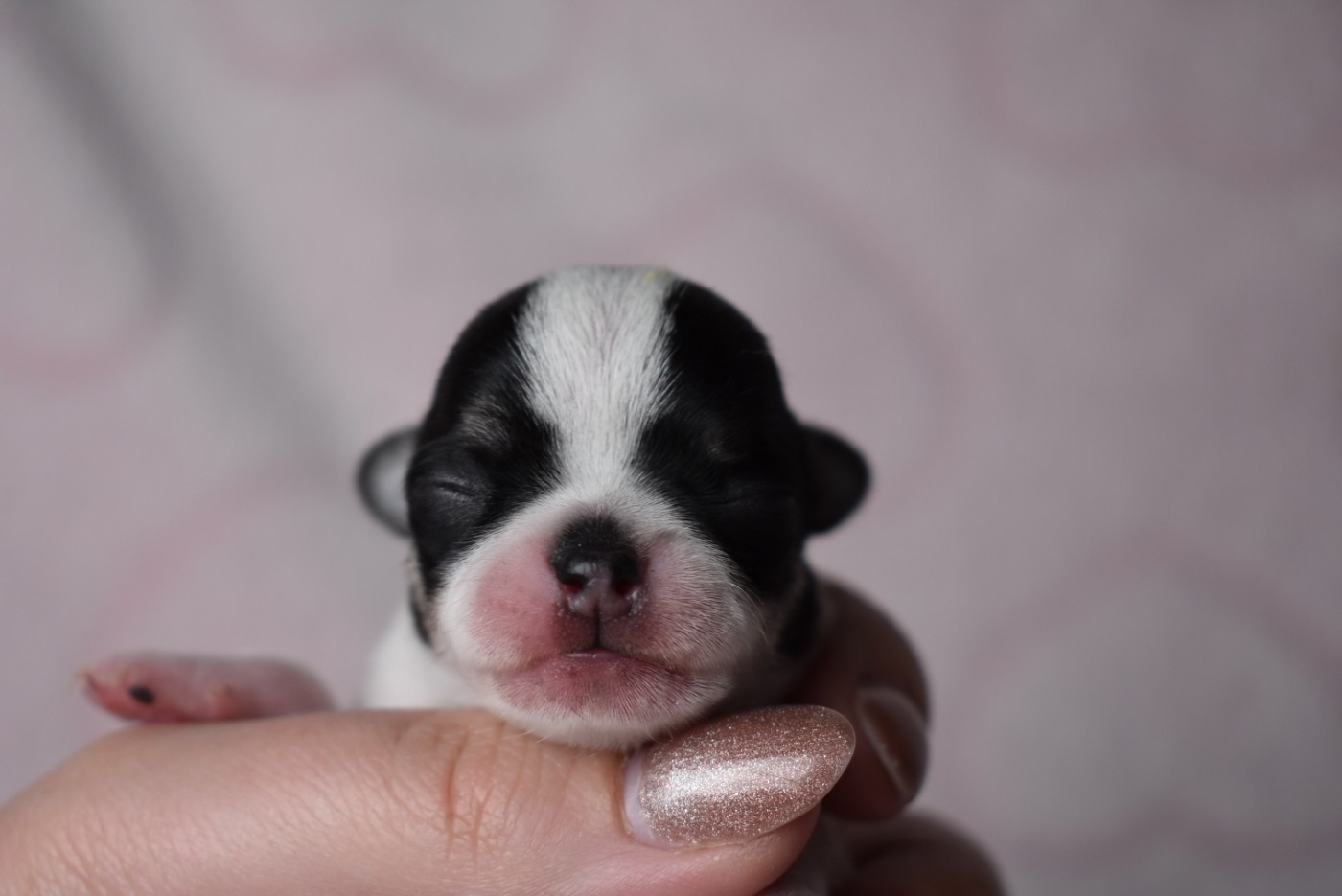 de l'elixir d'amour - Chiots disponibles - Chihuahua