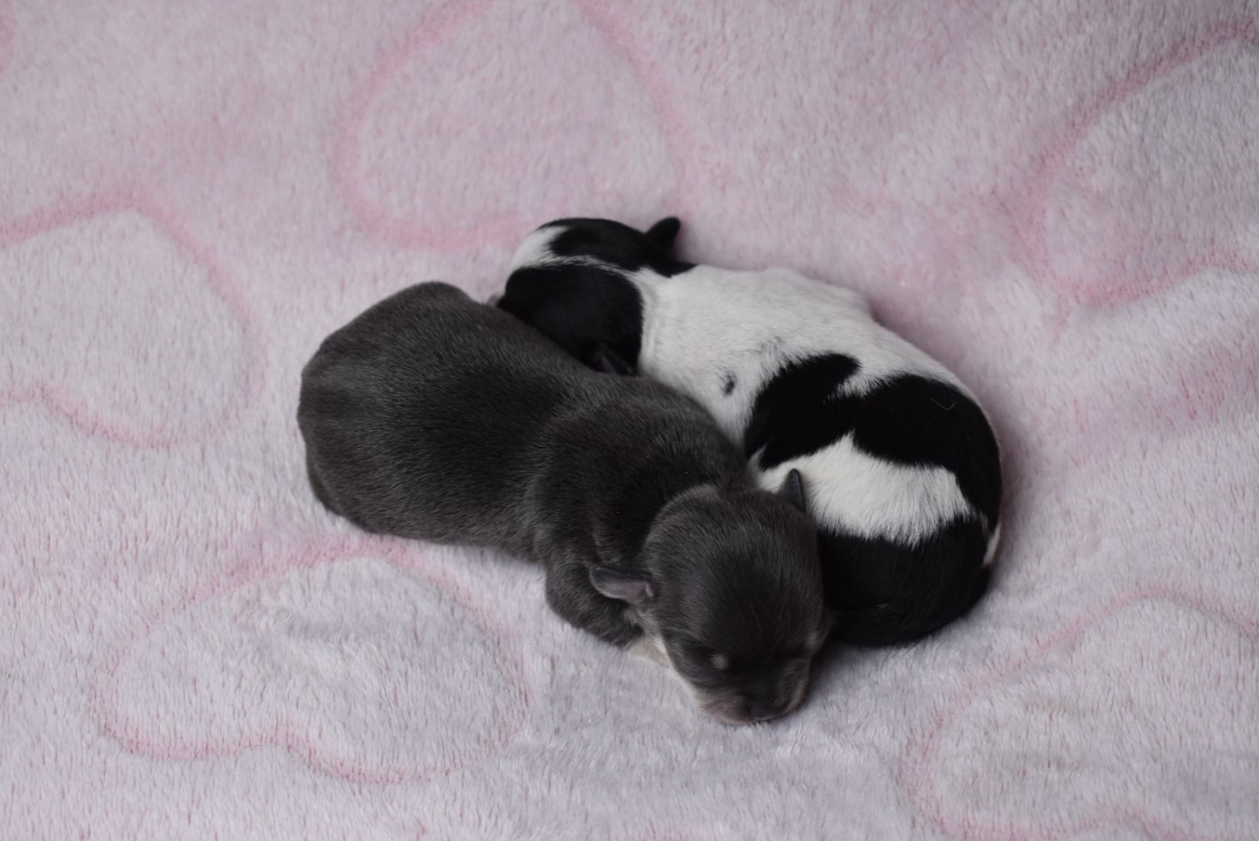 Chiot Chihuahua de l'elixir d'amour