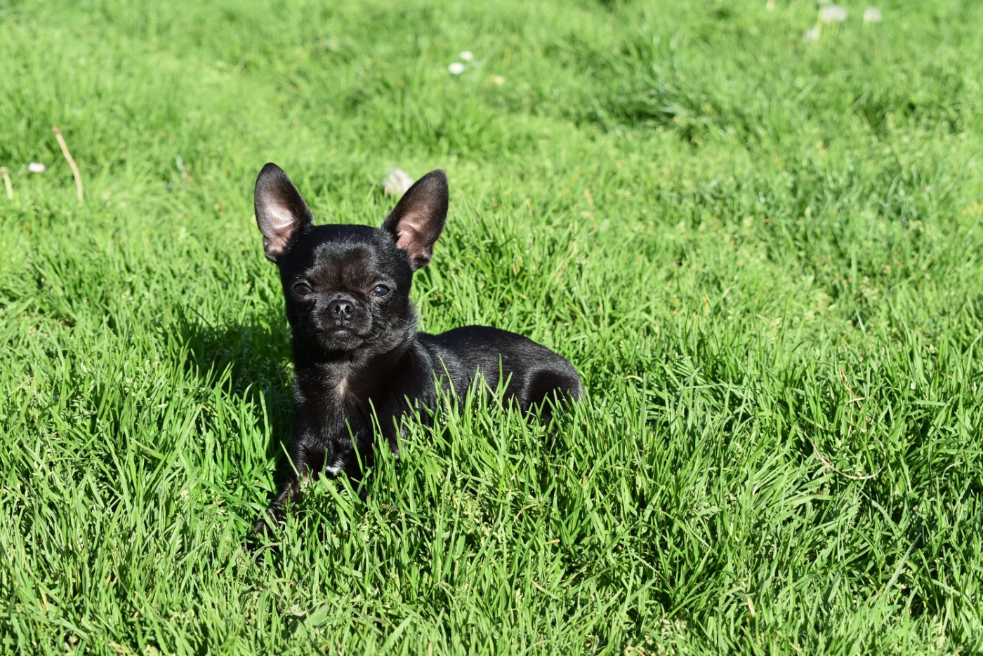 de l'elixir d'amour - Chiots disponibles - Chihuahua