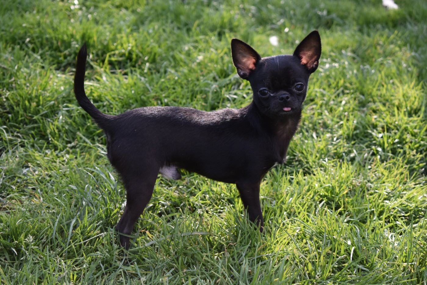 de l'elixir d'amour - Chiots disponibles - Chihuahua