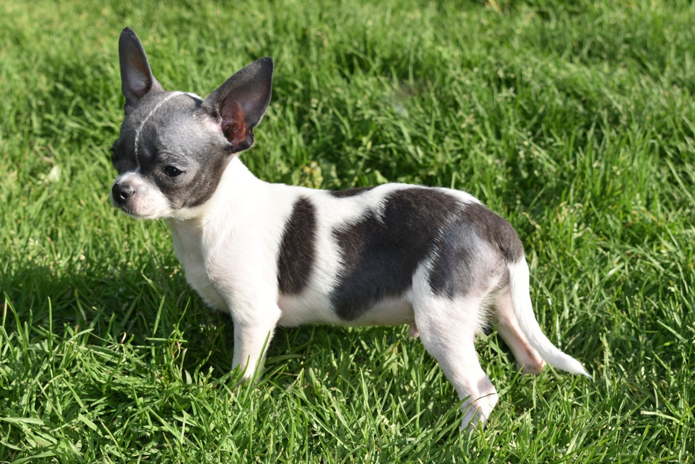 de l'elixir d'amour - Chiots disponibles - Chihuahua