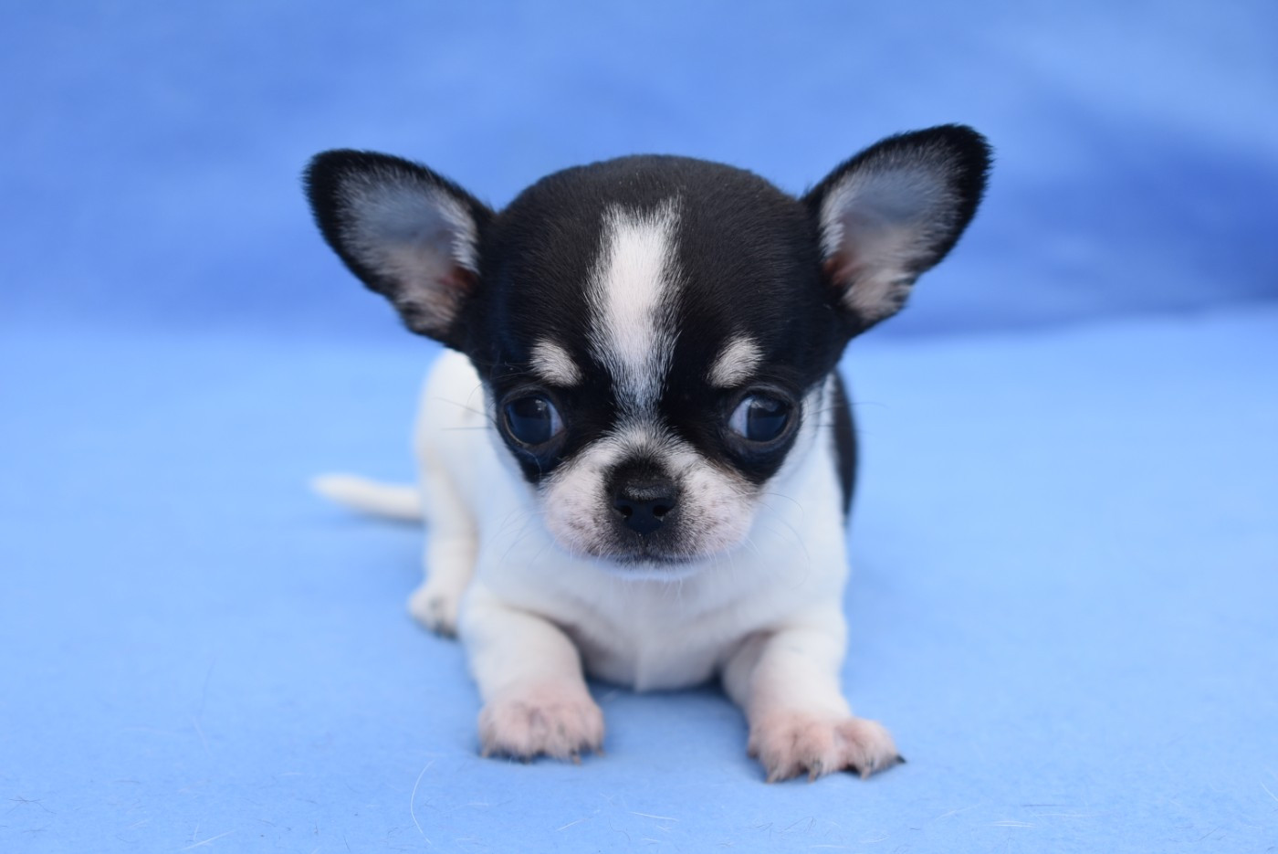 de l'elixir d'amour - Chiots disponibles - Chihuahua
