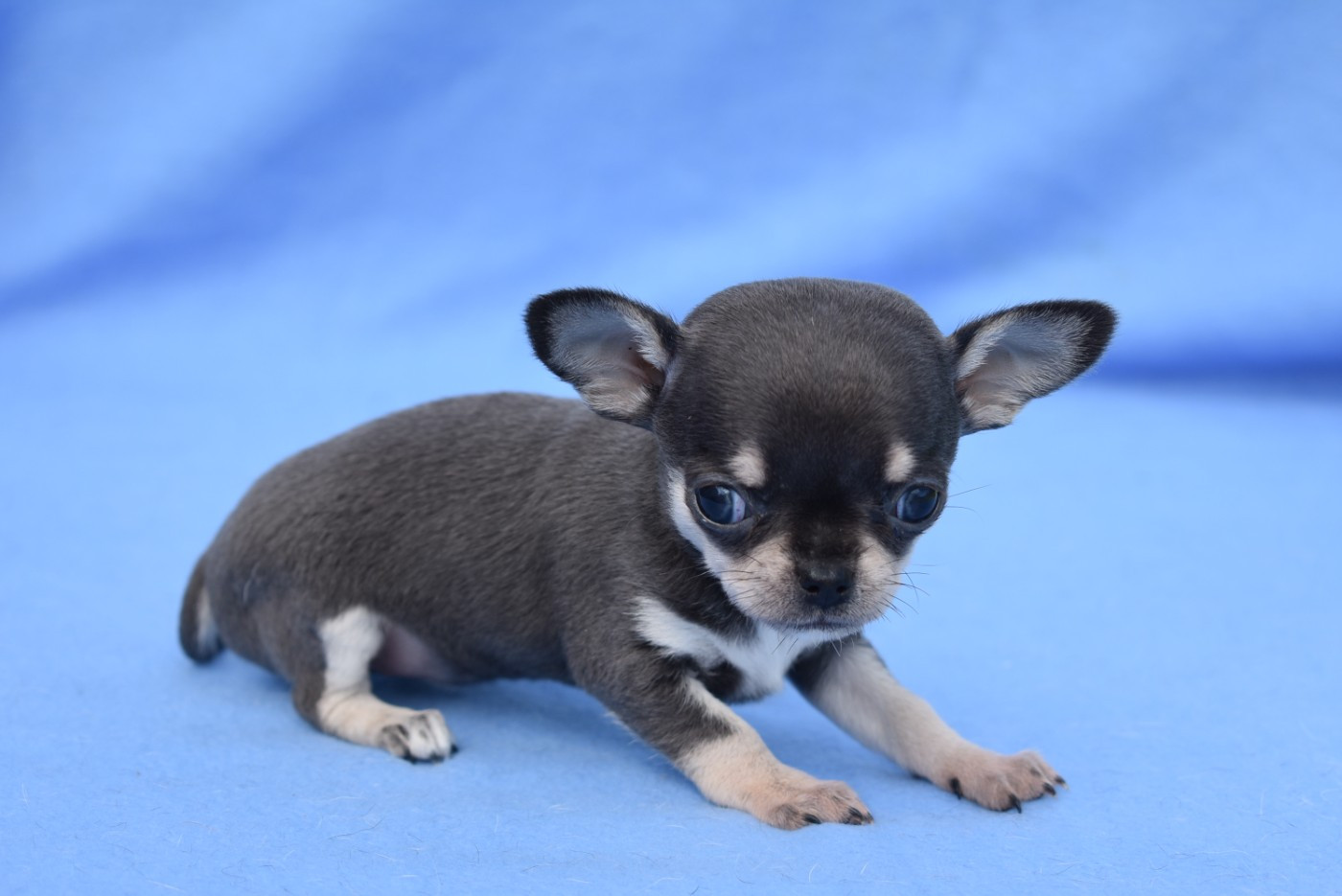de l'elixir d'amour - Chiots disponibles - Chihuahua