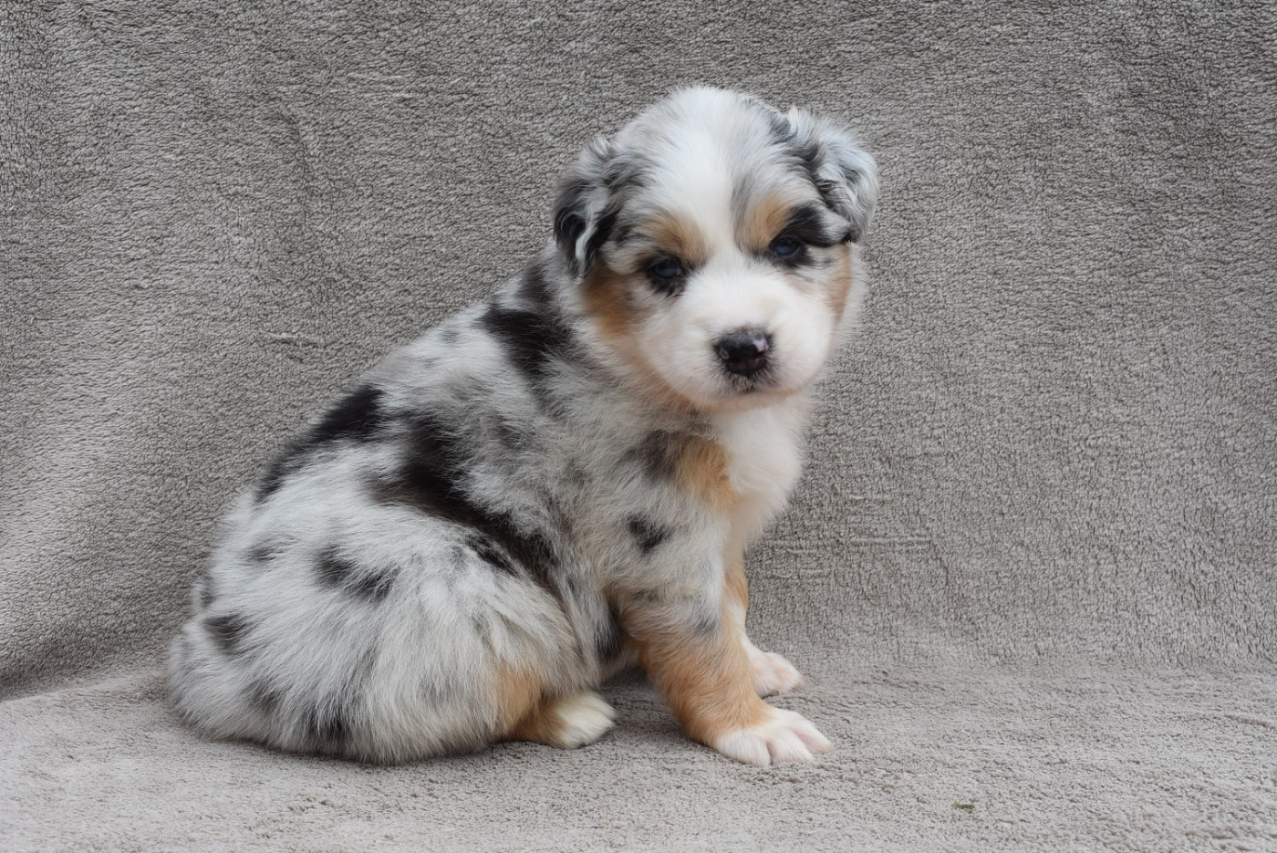 de l'elixir d'amour - Chiots disponibles - Berger Australien