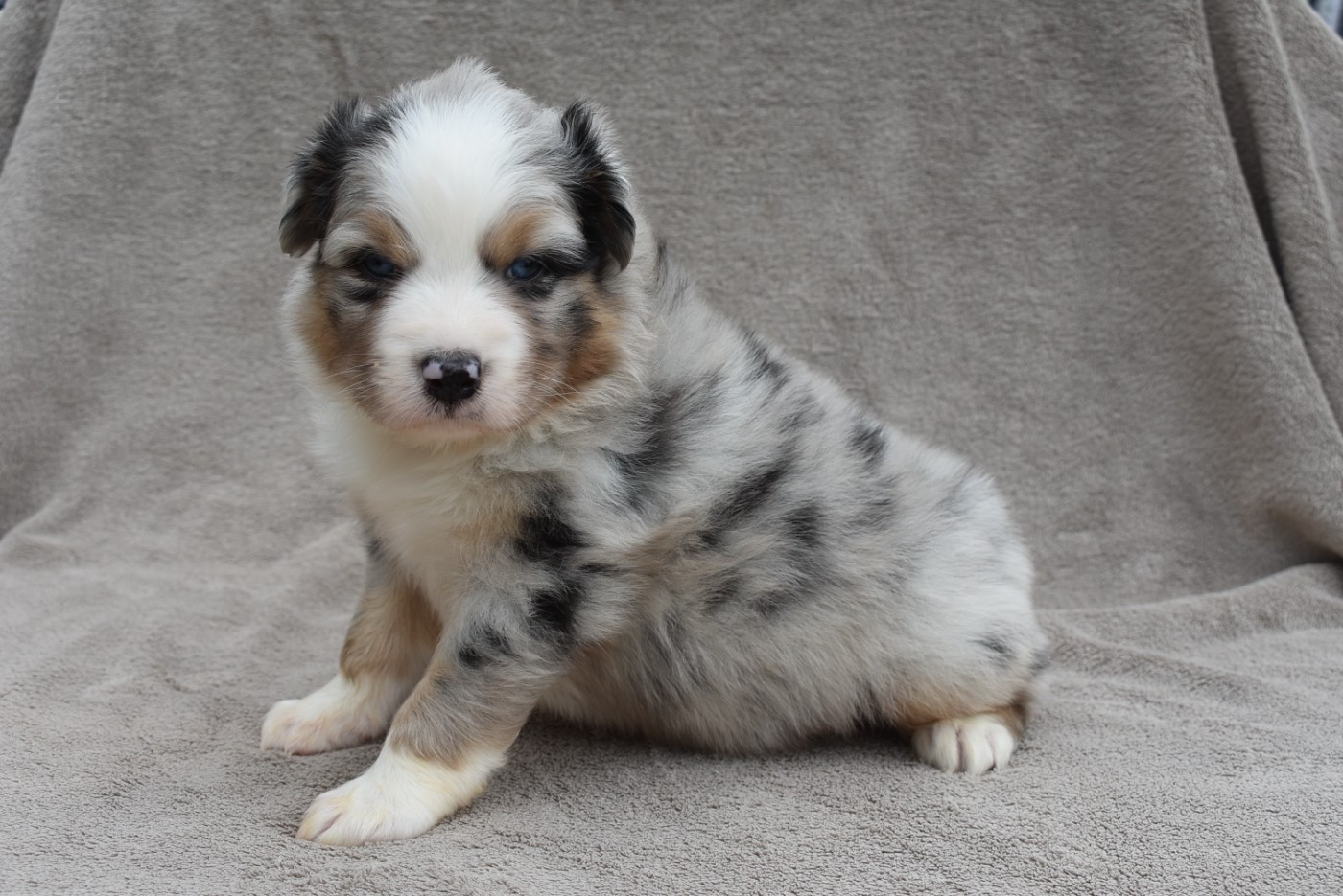 de l'elixir d'amour - Chiots disponibles - Berger Australien