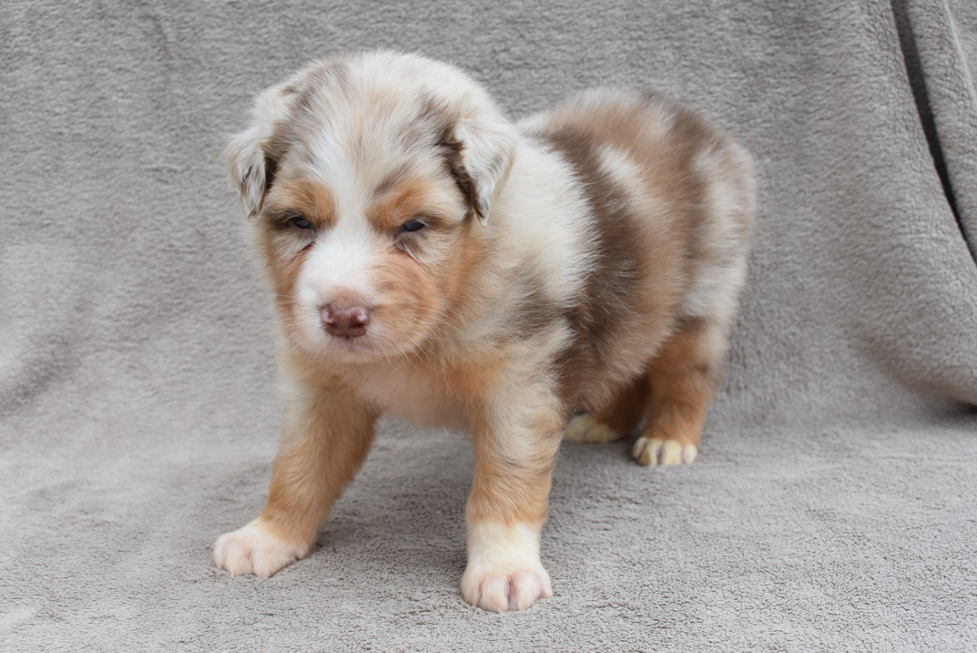 de l'elixir d'amour - Chiots disponibles - Berger Australien