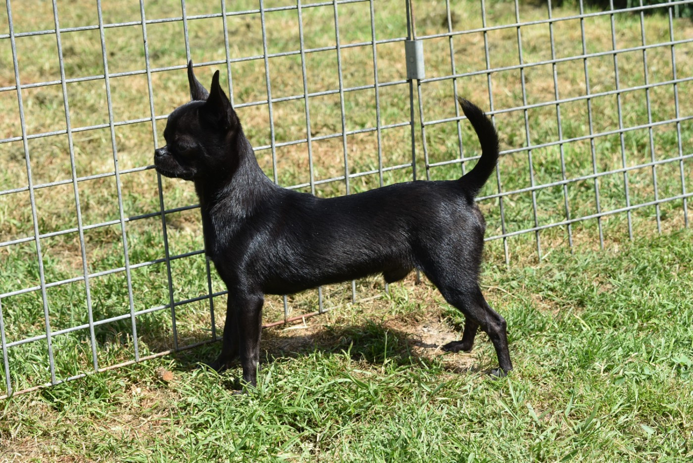 de l'elixir d'amour - Chiots disponibles - Chihuahua