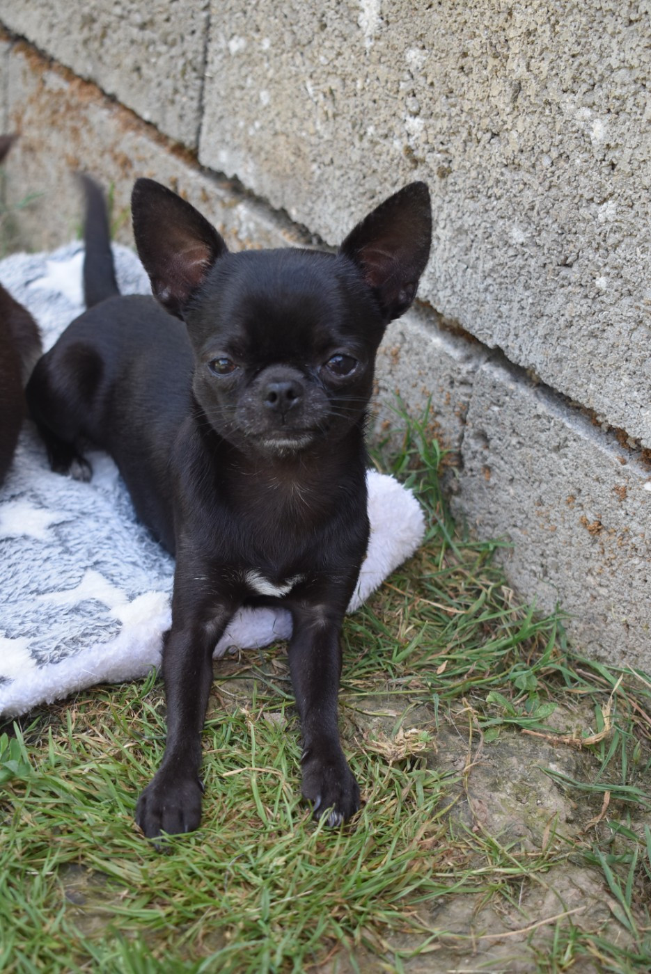 de l'elixir d'amour - Chiots disponibles - Chihuahua
