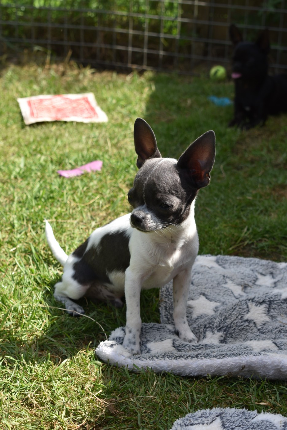 de l'elixir d'amour - Chiots disponibles - Chihuahua