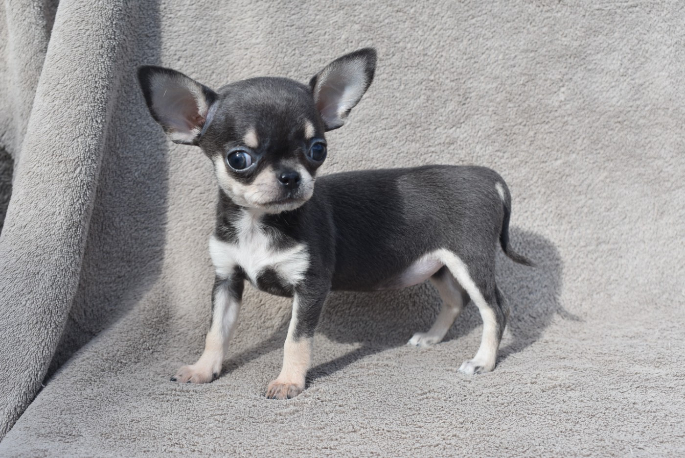 de l'elixir d'amour - Chiots disponibles - Chihuahua
