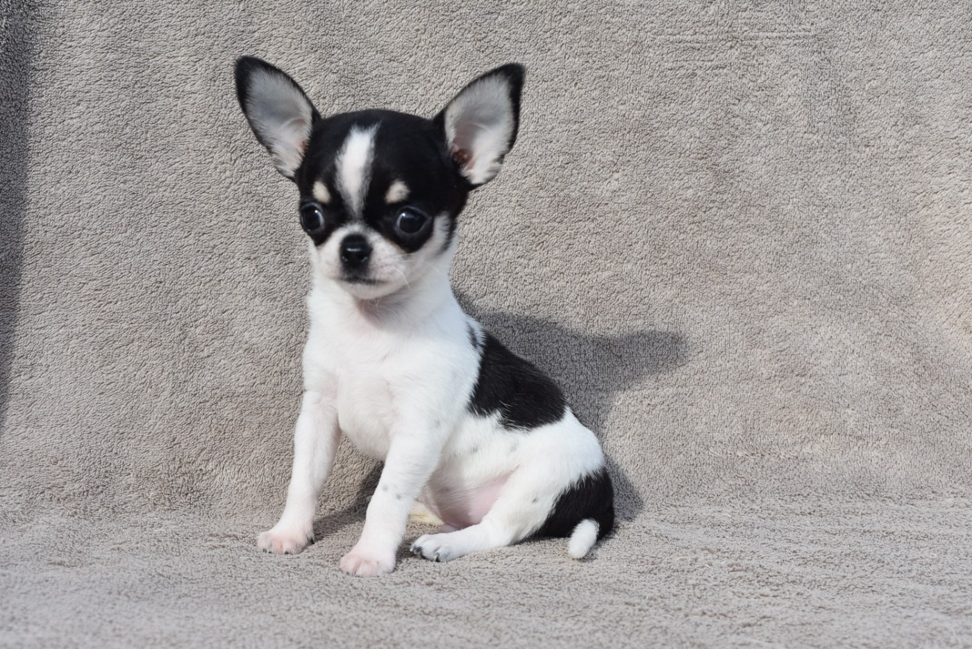 de l'elixir d'amour - Chiots disponibles - Chihuahua
